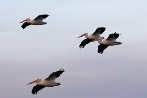 pelicans-flying
