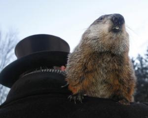 groundhog-day-2013